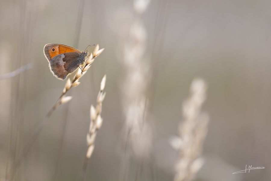 photo-macro-animaux-058