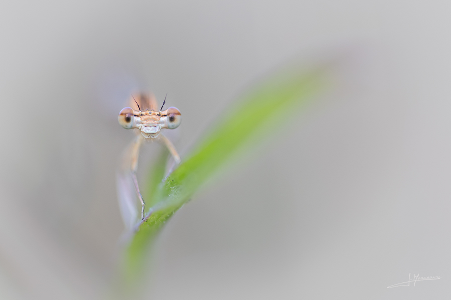 photo-macro-animaux-065