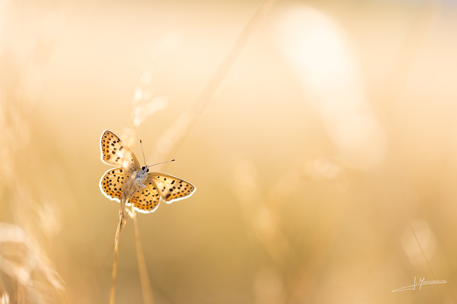 photo-macro-animaux-066