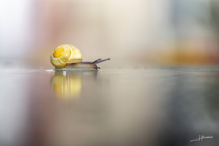photo-macro-animaux-069