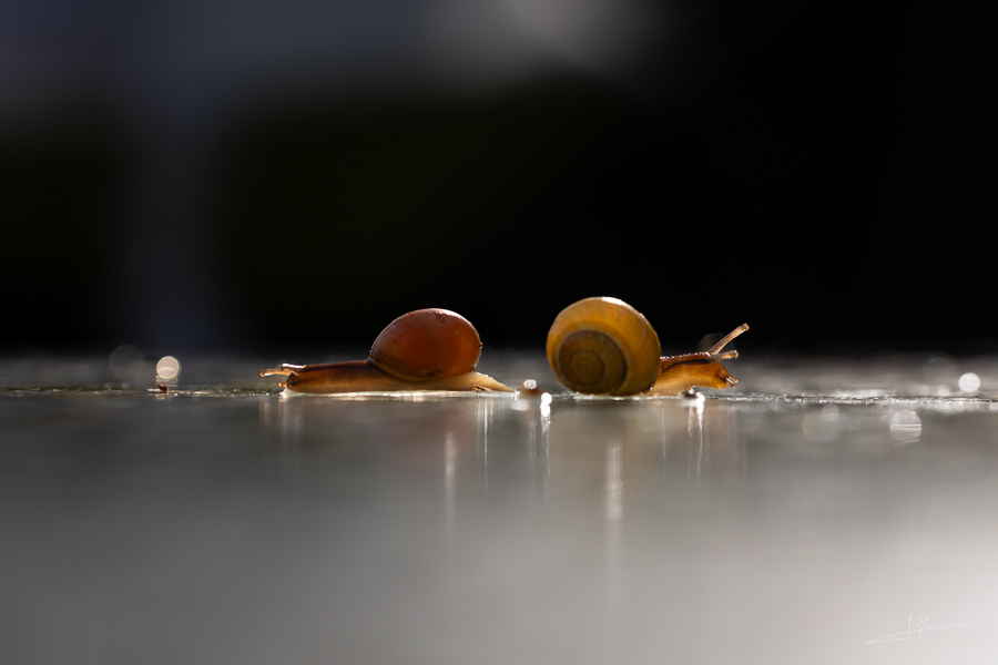 photo-macro-animaux-070