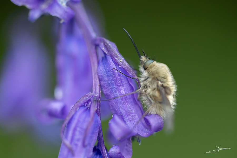 photo-macro-animaux-071