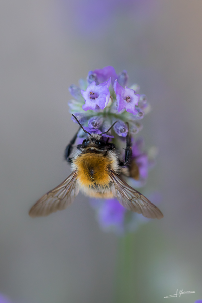 photo-macro-animaux-44