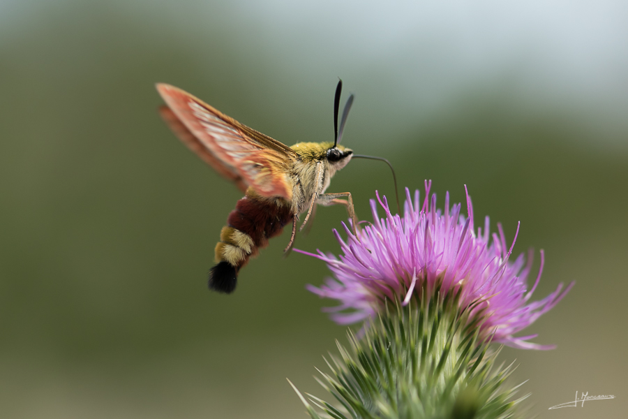 photo-macro-animaux-47