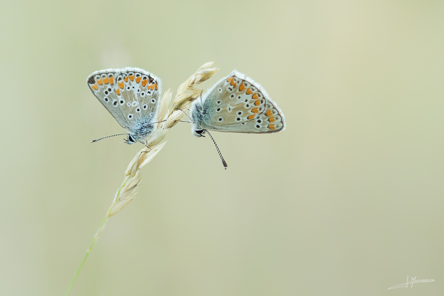 photo-macro-animaux-49