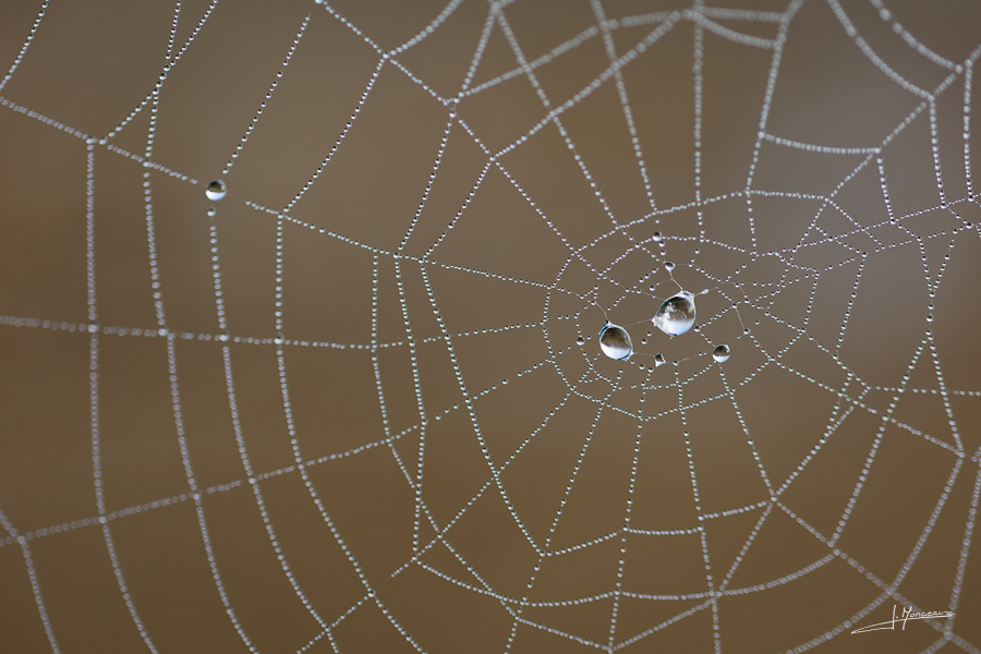 photo-macro-animaux-51