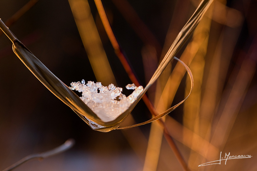 photo-macro-nature-001