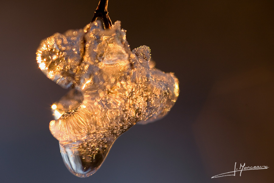 photo-macro-nature-003