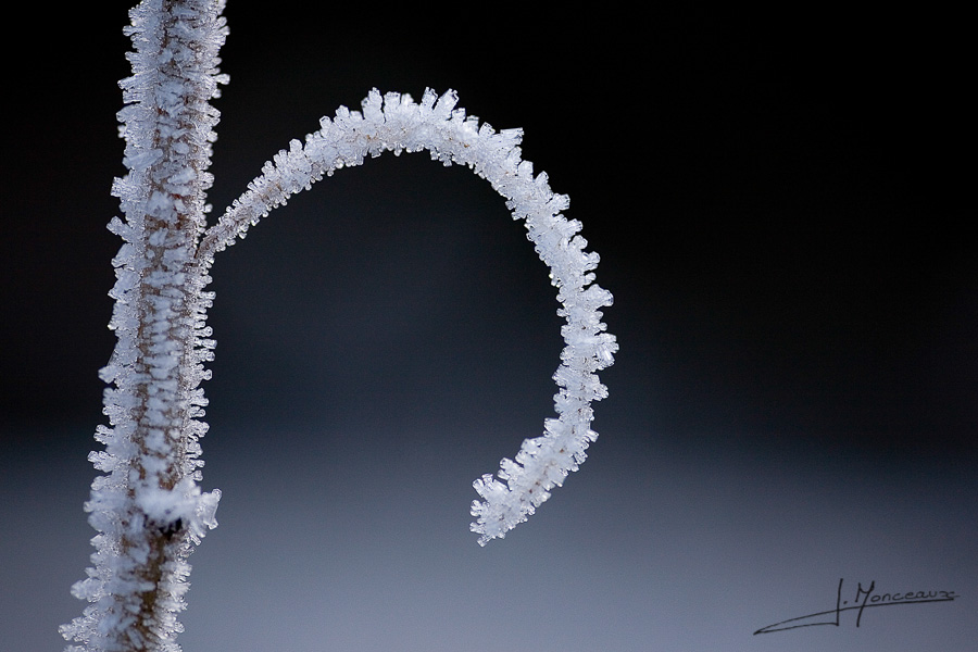 photo-macro-nature-005