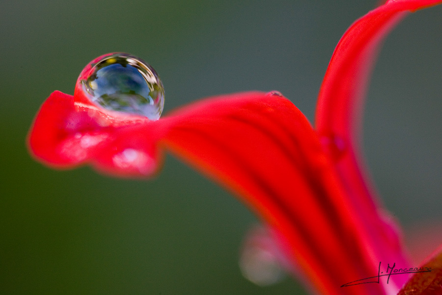 photo-macro-nature-006