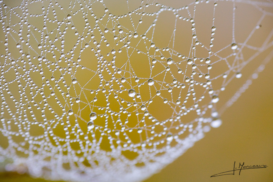 photo-macro-nature-007