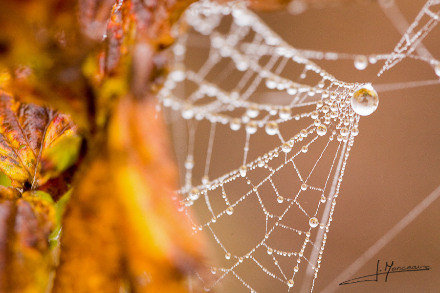 photo-macro-nature-008