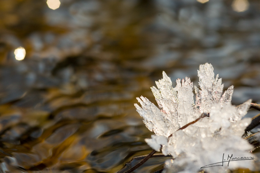 photo-macro-nature-012