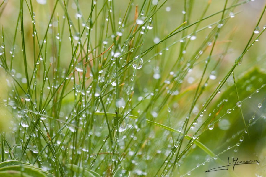 photo-macro-nature-013