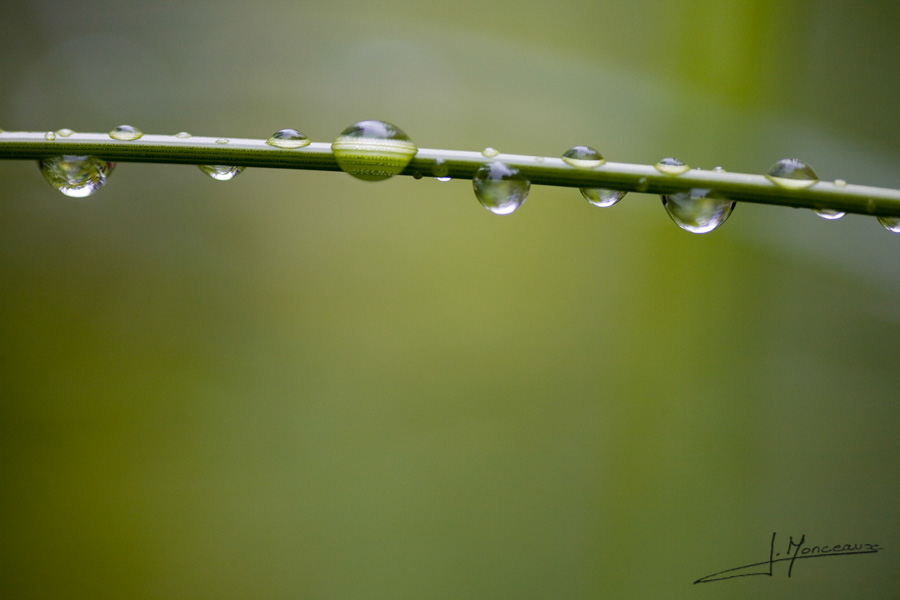 photo-macro-nature-014