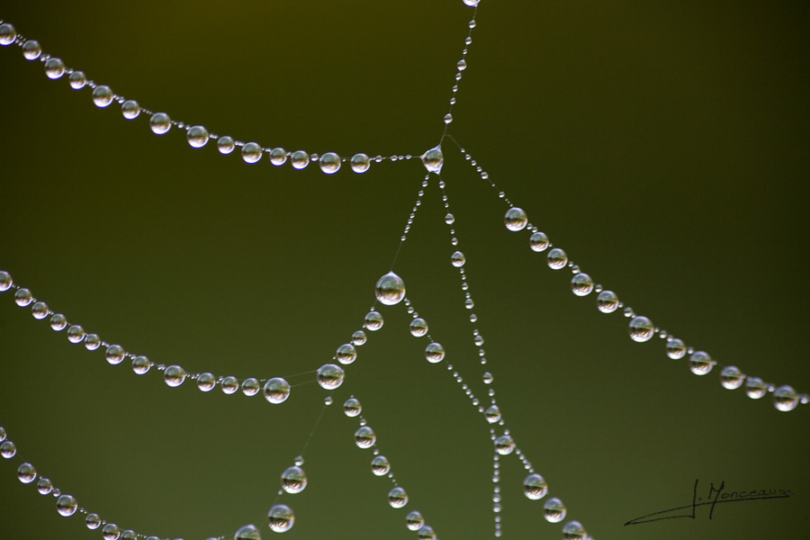 photo-macro-nature-016