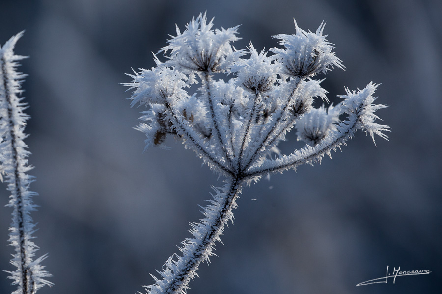 photo-macro-nature-020