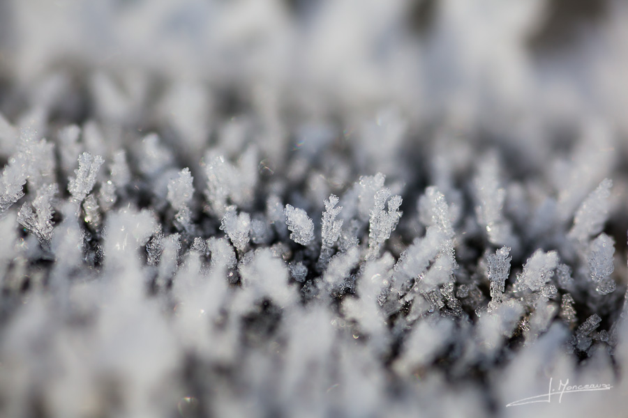 photo-macro-nature-021