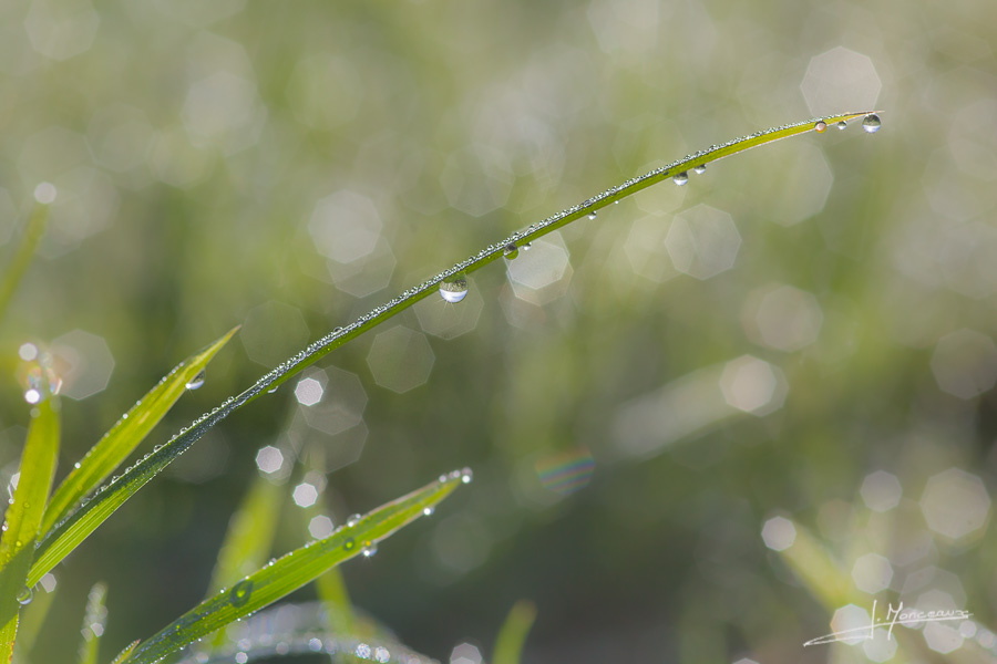 photo-macro-nature-022