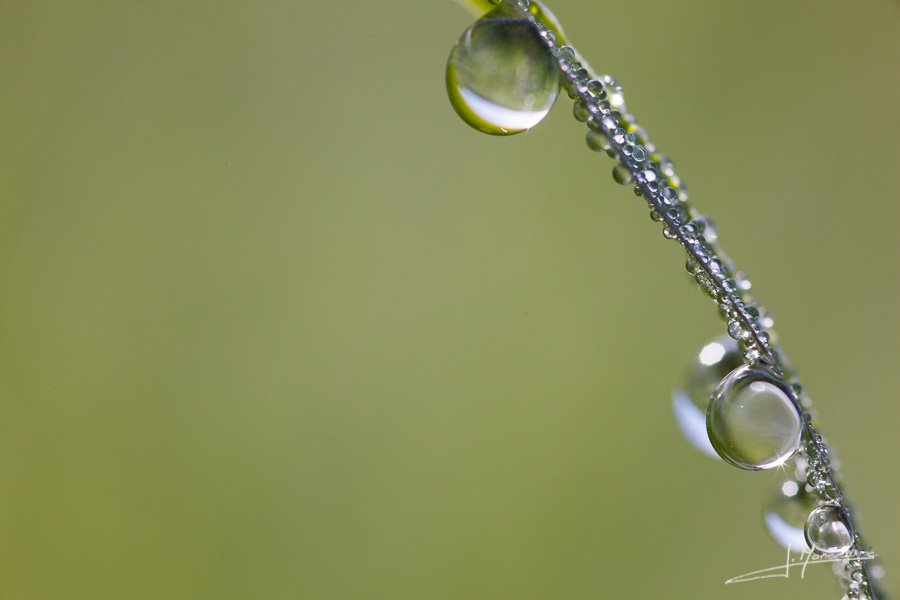 photo-macro-nature-024