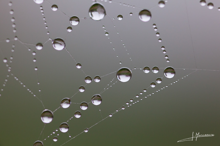 photo-macro-nature-026