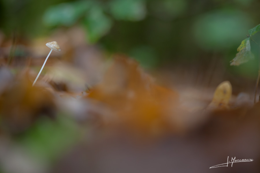 photo-macro-nature-027