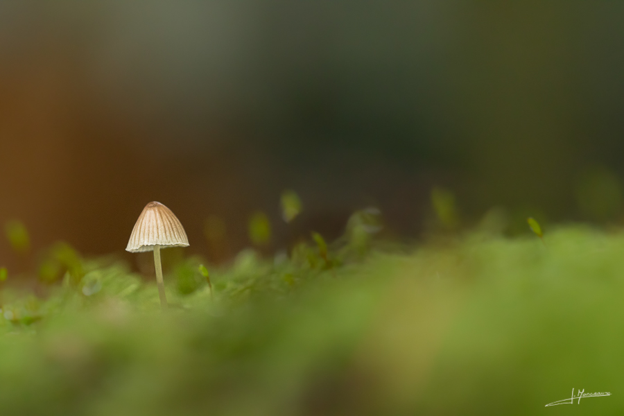 photo-macro-nature-29