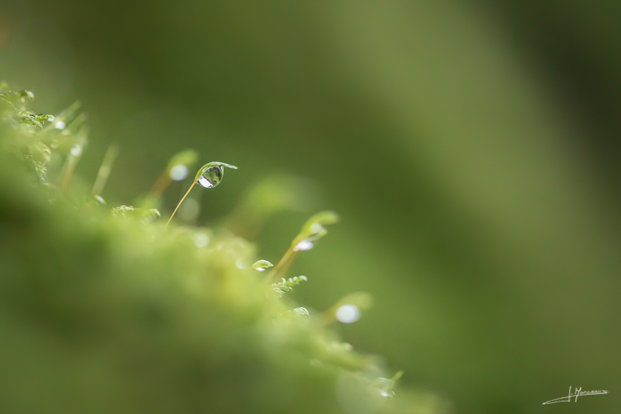 photo-macro-nature-31
