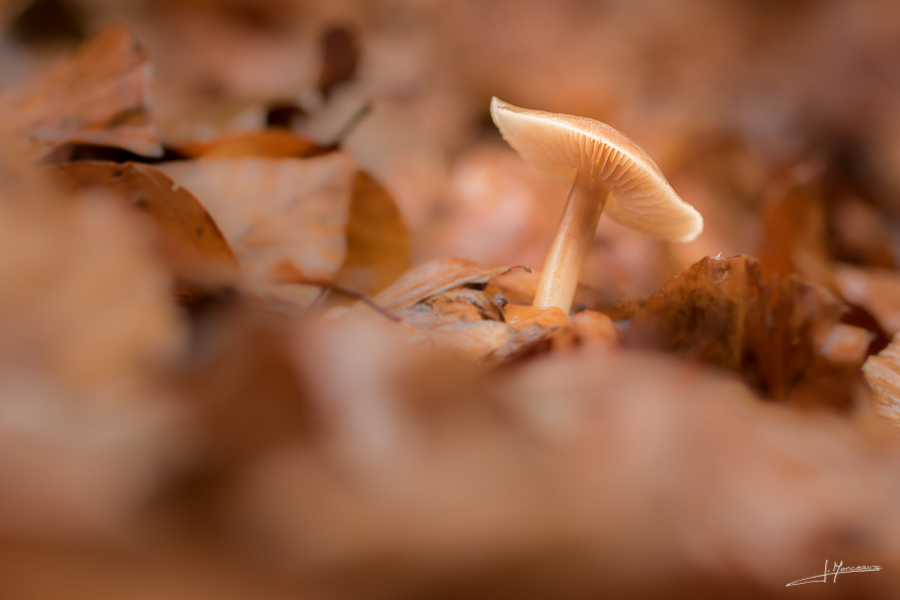 photo-macro-nature-33