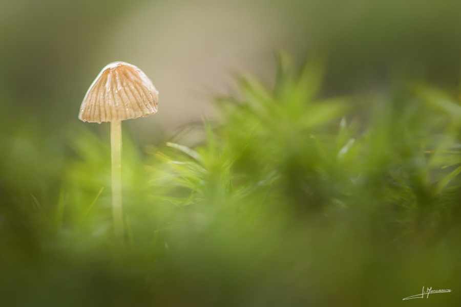 photo-macro-nature-34
