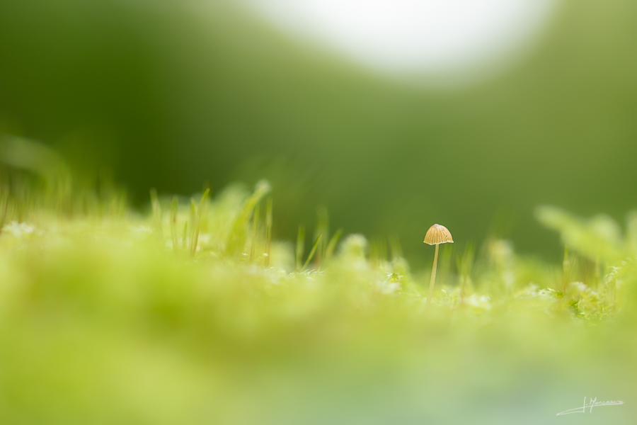 photo-macro-nature-38