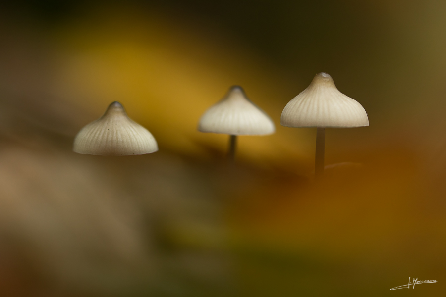 photo-macro-nature-39