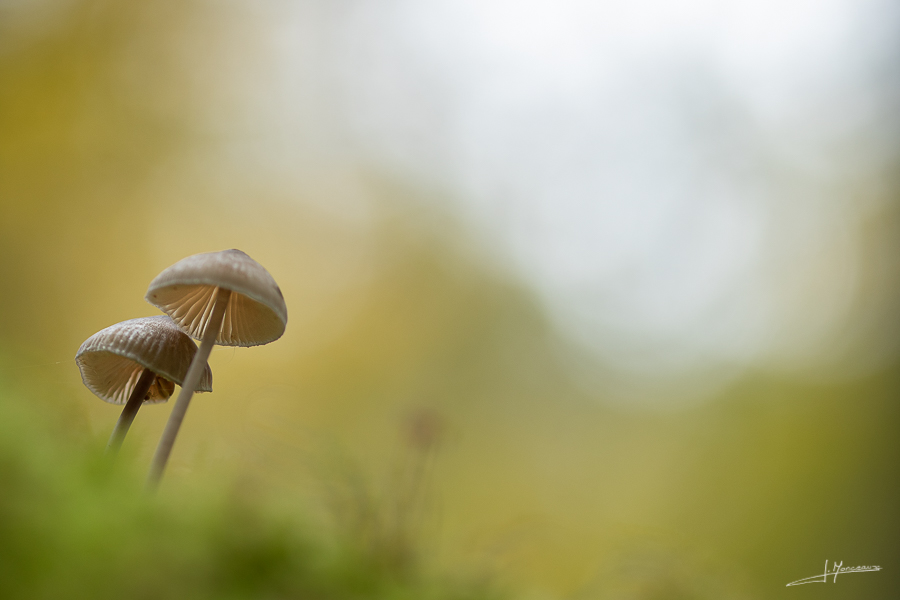 photo-macro-nature-40