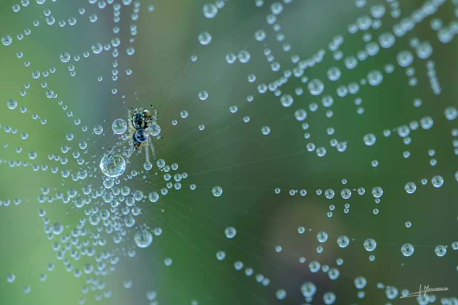photo-macro-nature-42