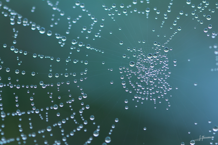 photo-macro-nature-43