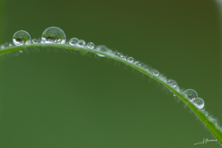 photo-macro-nature-44