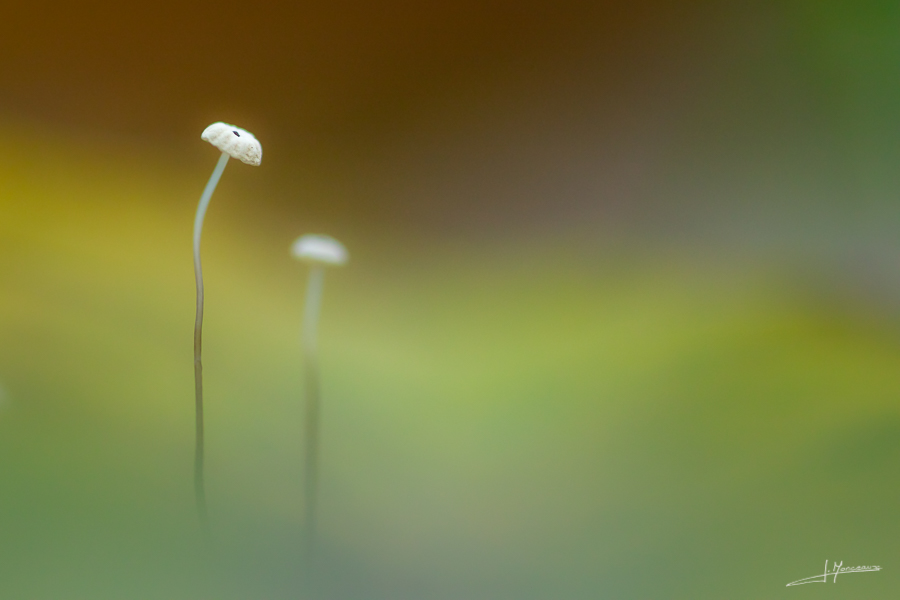 photo-macro-nature-46
