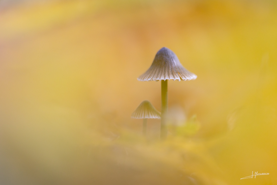 photo-macro-nature-48