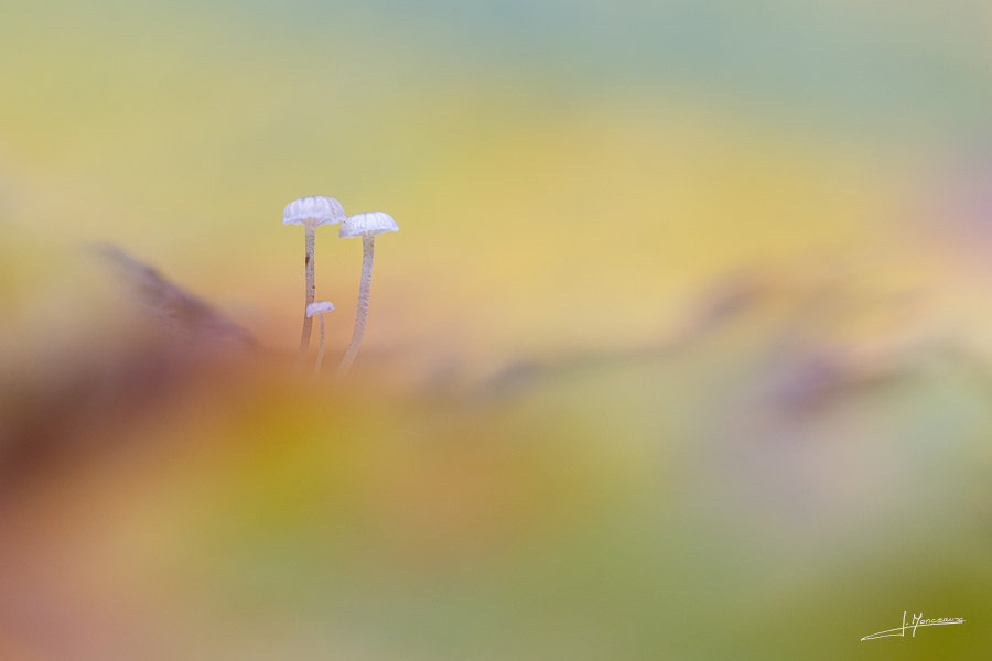 photo-macro-nature-49