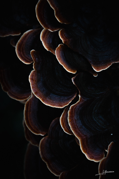photo-macro-nature-50