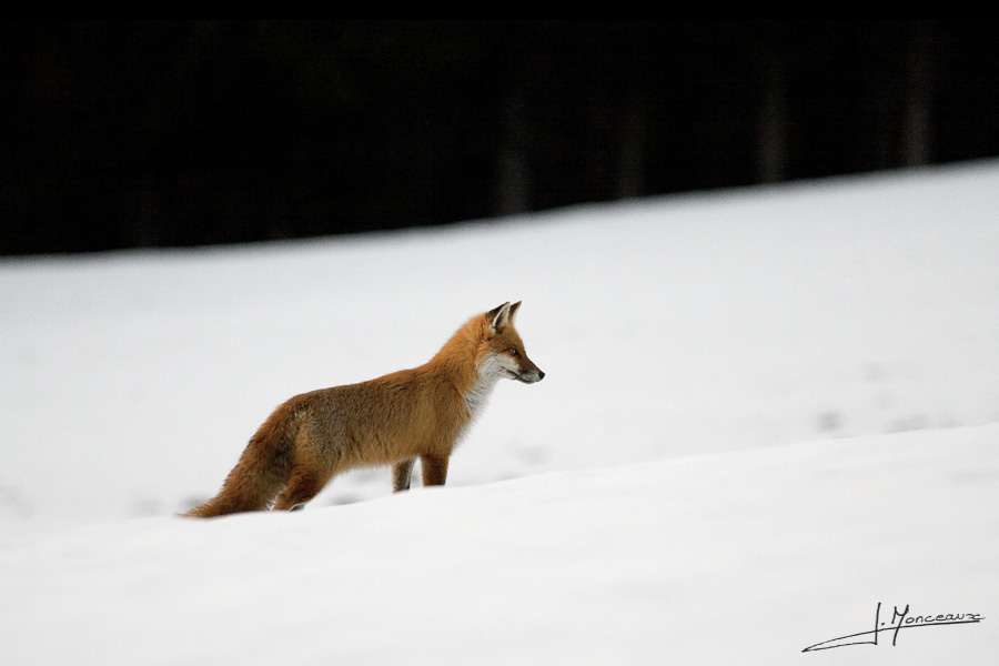 photo-mammifere-002
