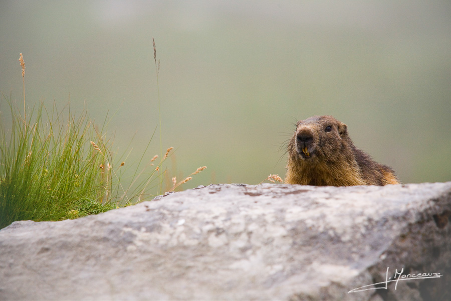 photo-mammifere-003