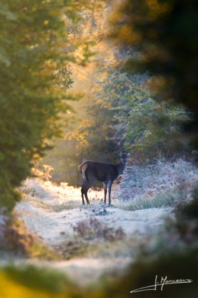 photo-mammifere-018