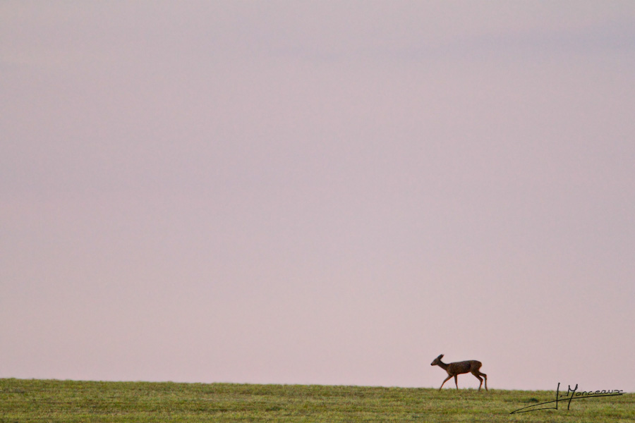 photo-mammifere-040