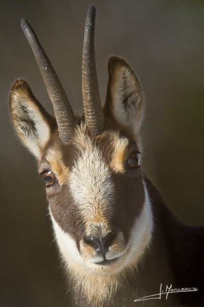 photo-mammifere-051