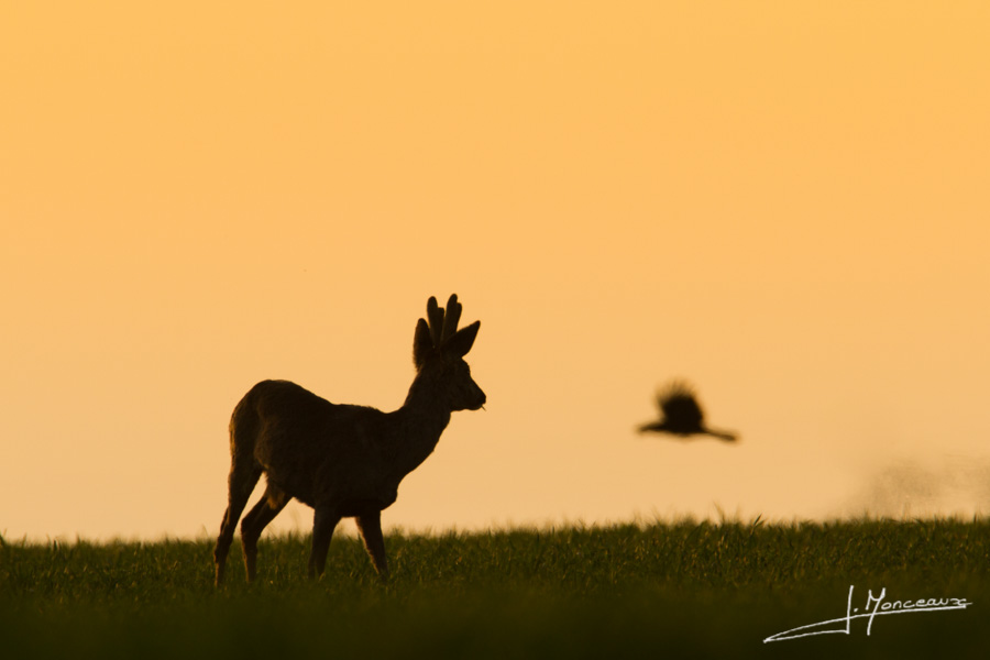 photo-mammifere-054