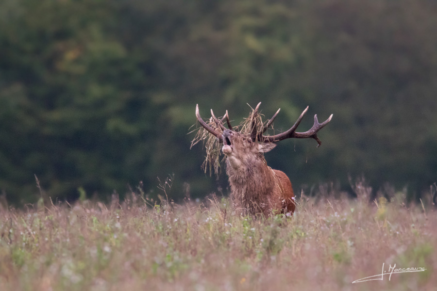 photo-mammifere-120