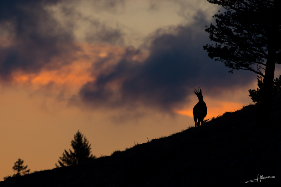 photo-mammifere-127
