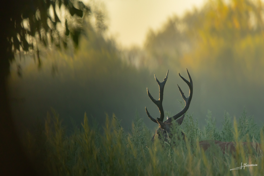 photo-mammifere-176