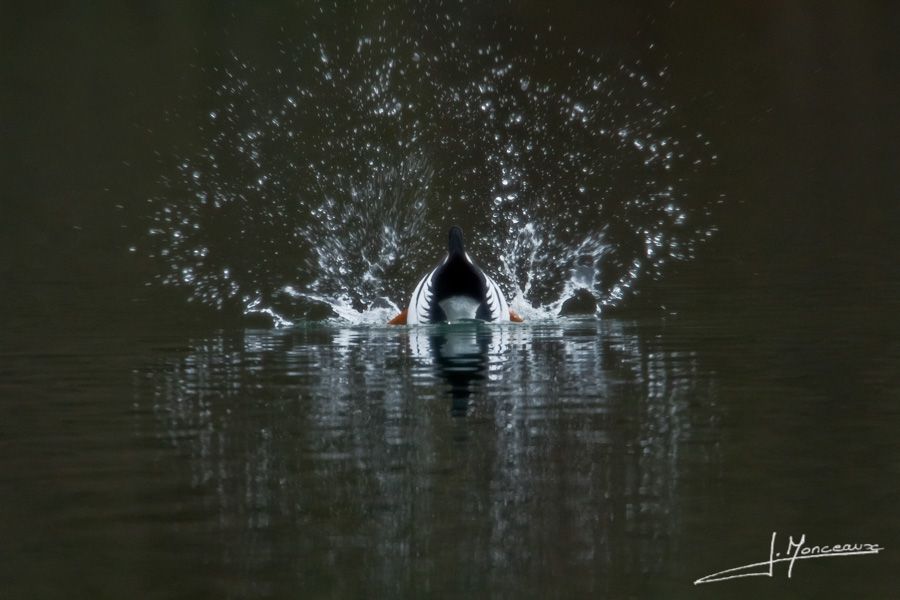 photo-oiseaux-004